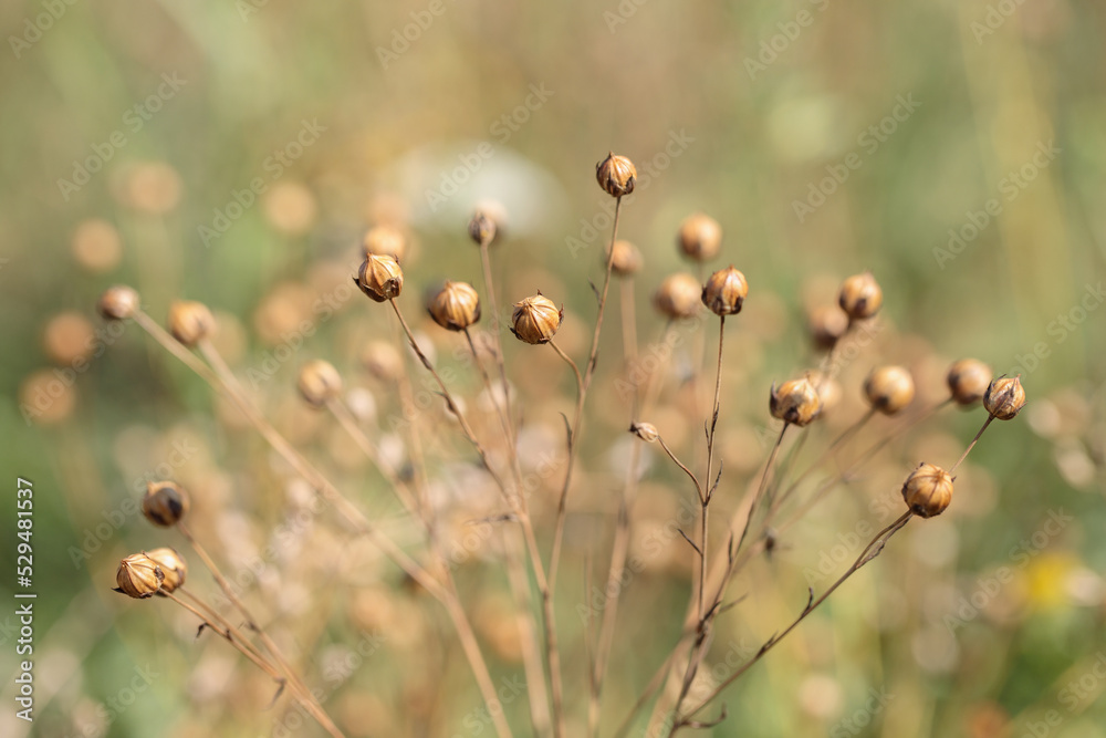 Dry seed capsules of flax (Genus Linum). Dry seed capsules of flax (Genus Linum).