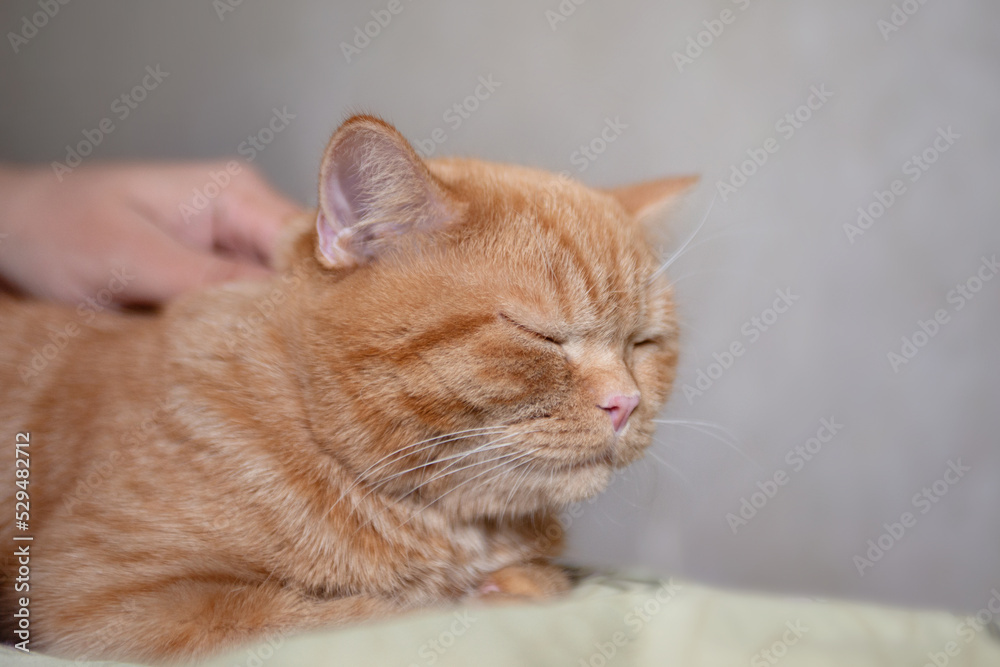 Sleeping ginger kitten likes being pets by male hand. Purebed british shorthaired cat.