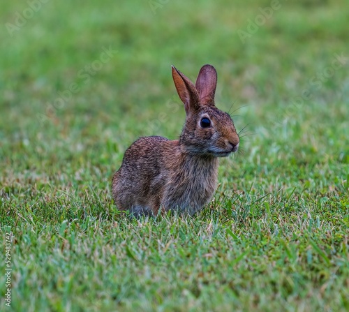 Swamp rabbit (Sylvilagus aquaticus) in green grass photo