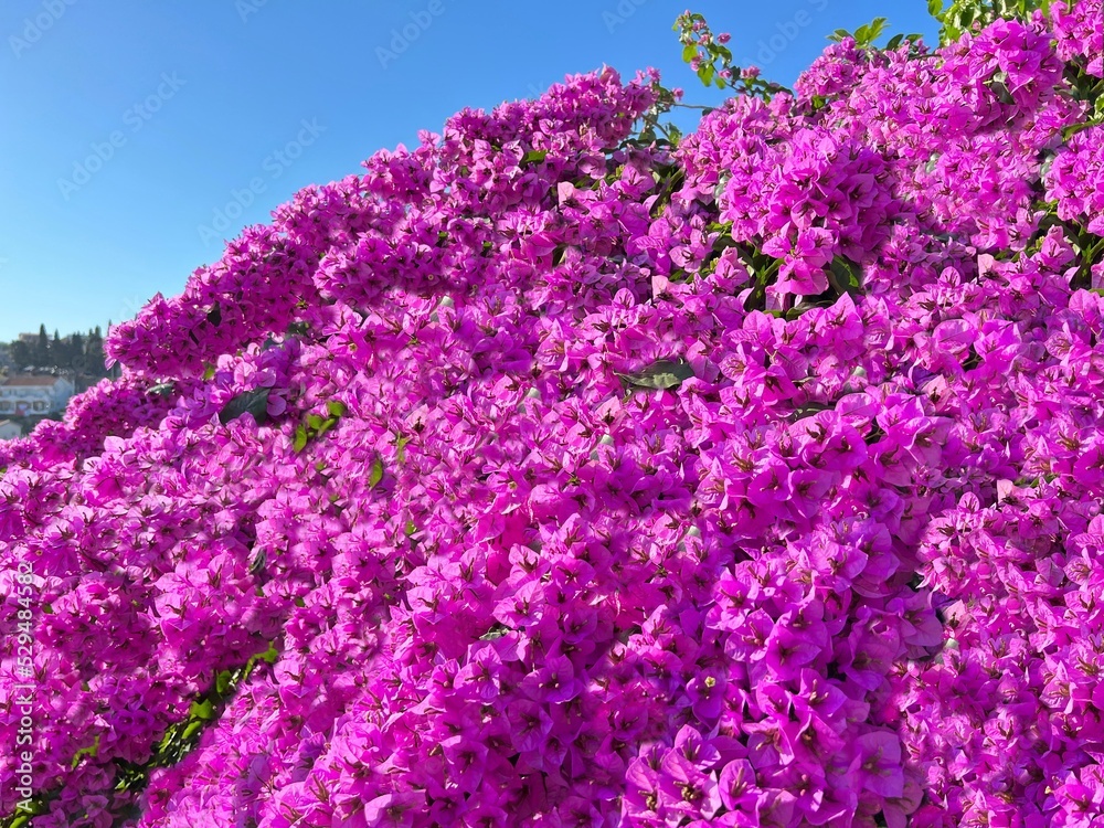 Obraz premium Bougainvillea purple pink flowers beautiful lush bush. Bougainvillea spectabilis flowering shrub against blue sky.