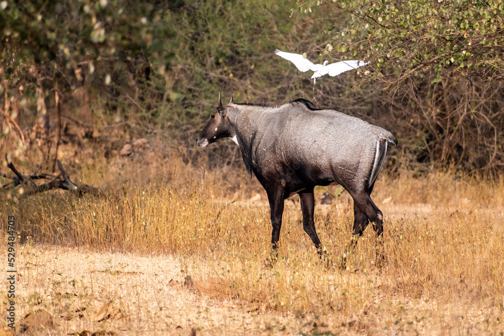 A Nilgai aka Indian antelope with a flying egret in the forests of the Velavadar National Park in Gujarat. A Nilgai aka Indian antelope with a flying egret in the forests of the Velavadar National Park in Gujarat.