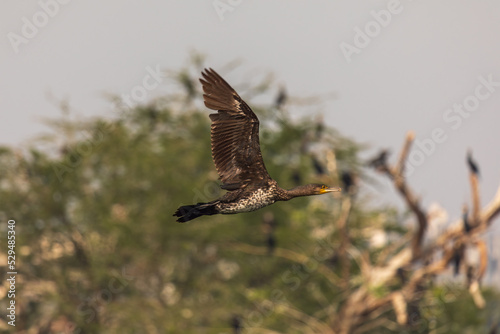 Great cormorant  Phalacrocorax carbo  at Rabindra Soravar  Kolkata  India.