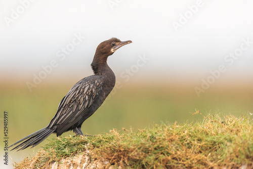 Little cormorant (Microcarbo niger) at Manglajodi, Odisha, India.