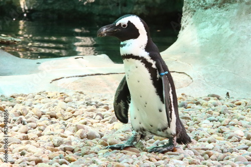Penguin on the zoo