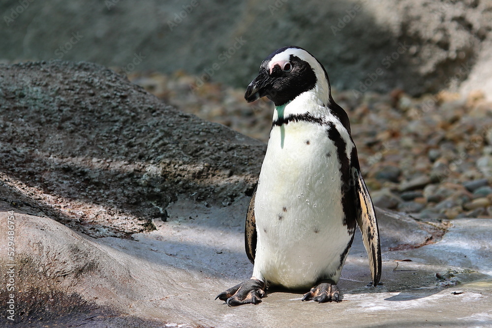 Fototapeta premium Penguin on the zoo