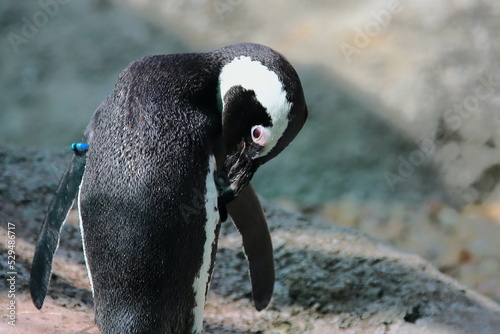 Penguin on the zoo
