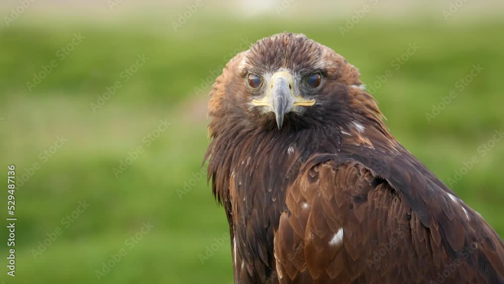 Close up shot of beautiful golden eagle in natural setting near the Altai Mountains of West Mongolia. Close up shot of beautiful golden eagle in natural setting near the Altai Mountains of West Mongolia.
