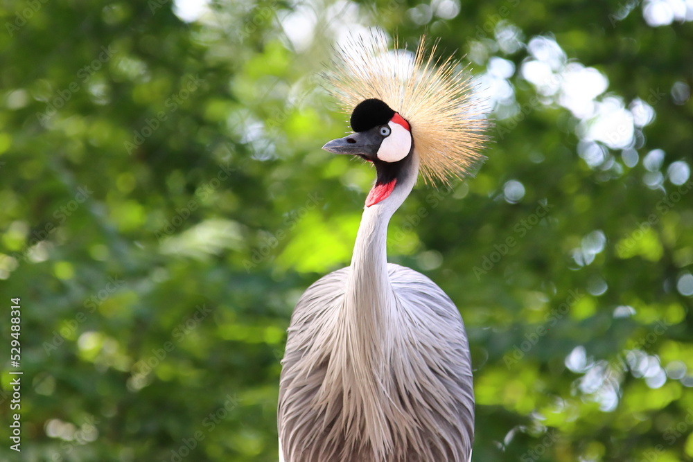 Fototapeta premium Grey crowned crane