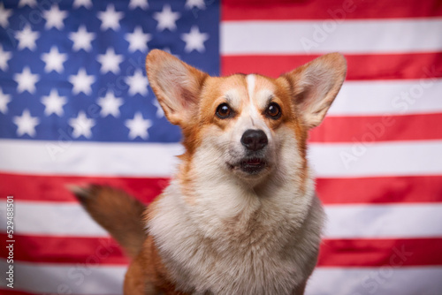 A corgi dog in front of an American flag. Election day. Midterm elections of 2022 in the United States of America. The concept of political elections.