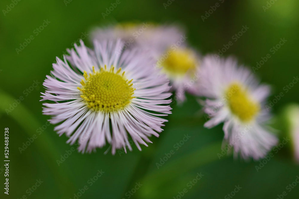 Obraz premium 多分ハルジオン