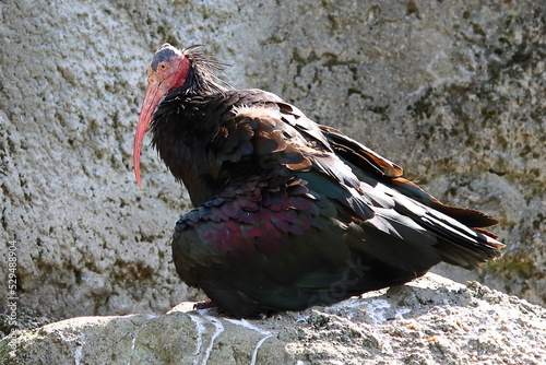 Northern Bald Ibis bird