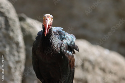 Northern Bald Ibis bird
