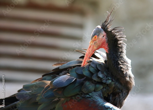 Northern Bald Ibis bird