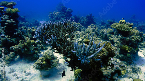 Beautiful and colorful coral reef in the sea