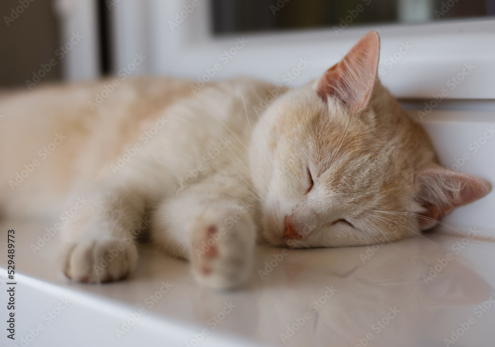 Adorable White Kitten Sleeping on the Terrace, 
