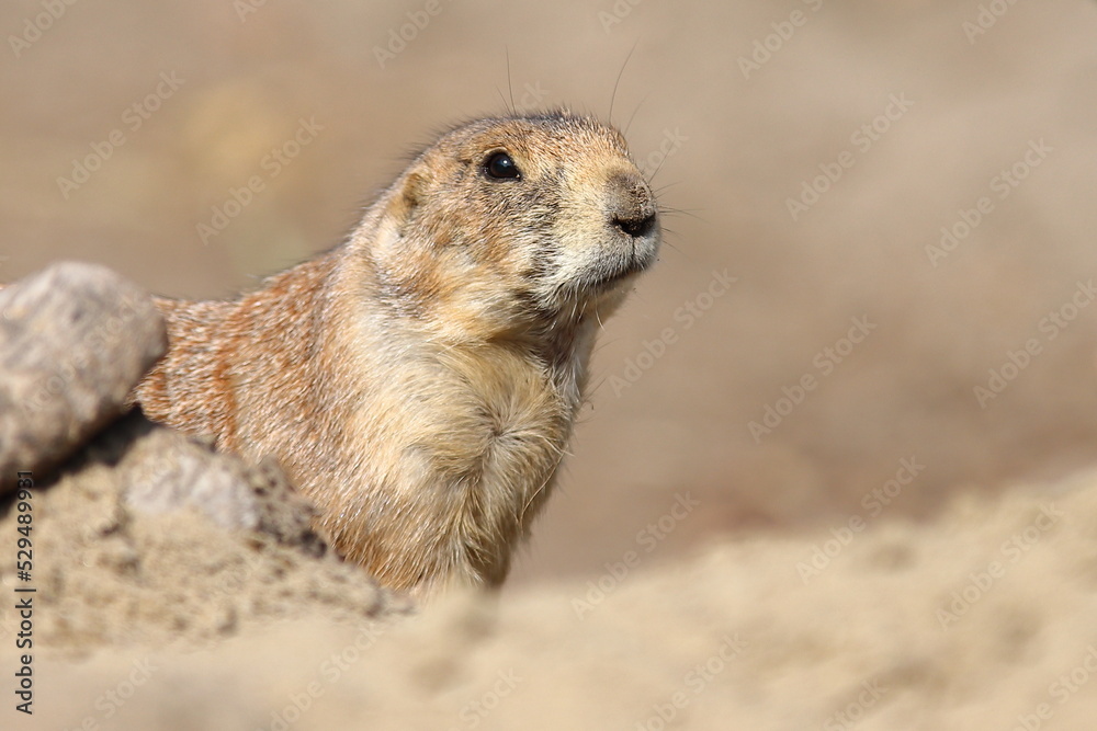 Prairie dog in the zoo Prairie dog in the zoo