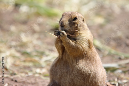 Prairie dog eating
