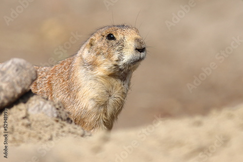 Prairie dog in the zoo