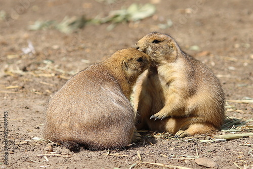 Prairie dog in the zoo