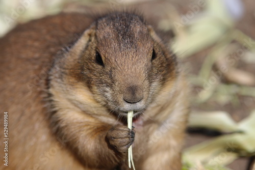 Prairie dog eating
