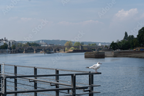 View to the moselle with dove in the foreground in the city called Koblenz