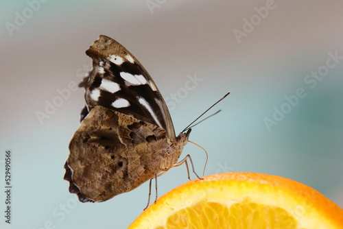 Butterfly on a orange