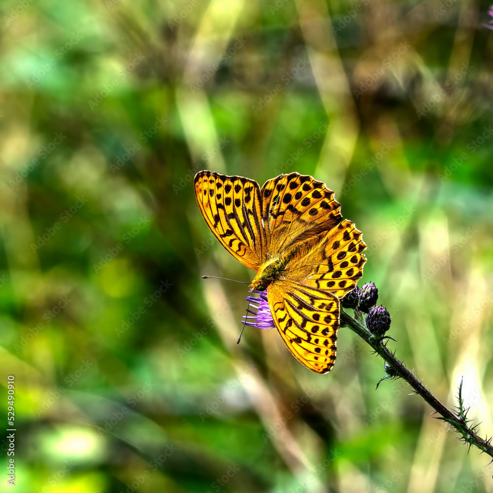 Obraz premium butterfly on flower