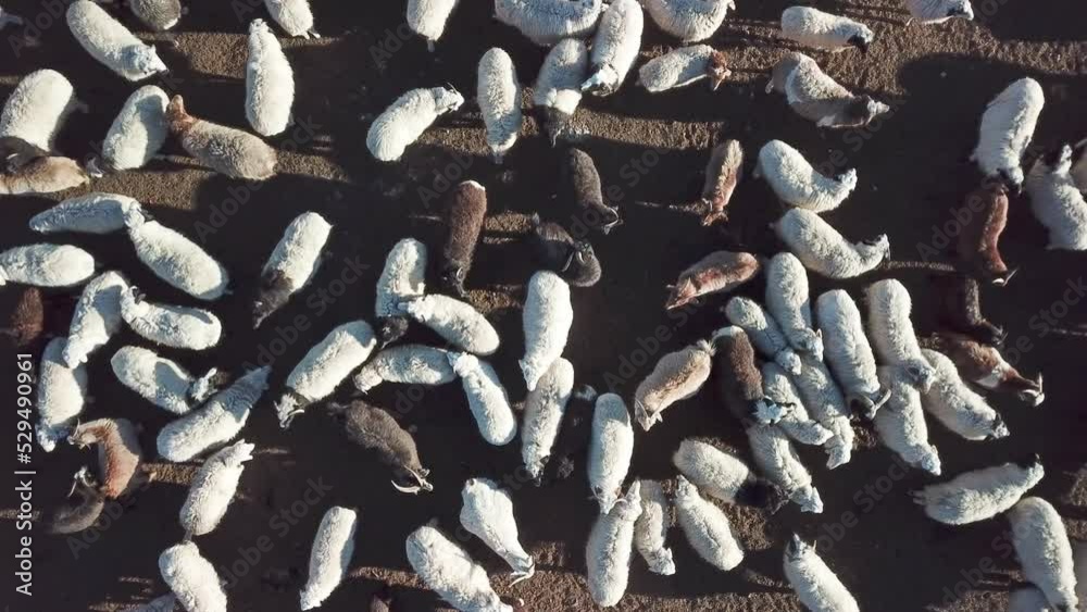 moutons blancs et noirs en Mongolie dans les montagnes en hiver