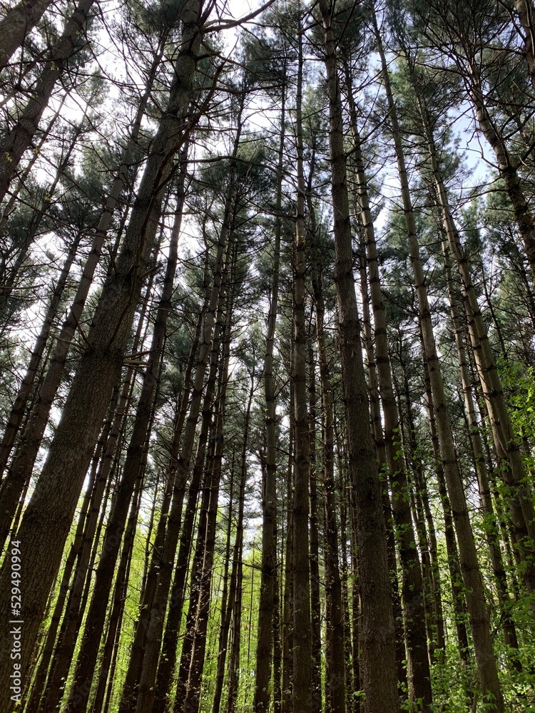 Obraz premium trees in the woods