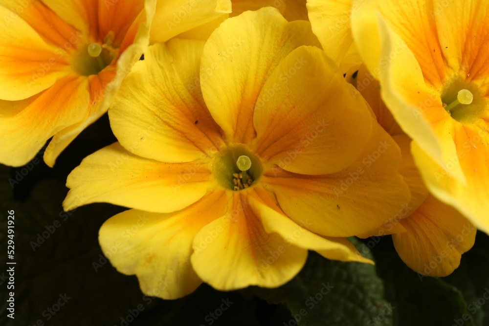 Beautiful primula (primrose) plant with yellow flowers, closeup. Spring blossom