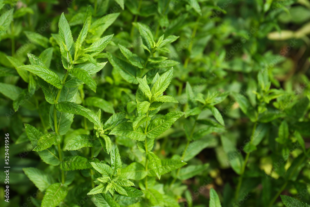 Beautiful mint with lush green leaves growing outdoors Beautiful mint with lush green leaves growing outdoors