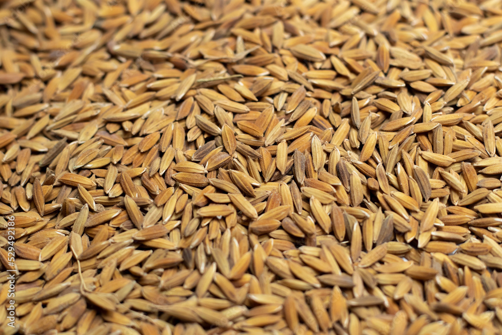 Ripe rice seed close up texture Background Ripe rice seed close up texture Background