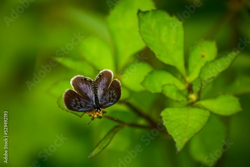 Lycaenidae butterfly spreading its wings on  flower with blurry green leaf background. Tarucus venosus, the Himalayan Pierrot or veined Pierrot. Butterfly upper wings photo