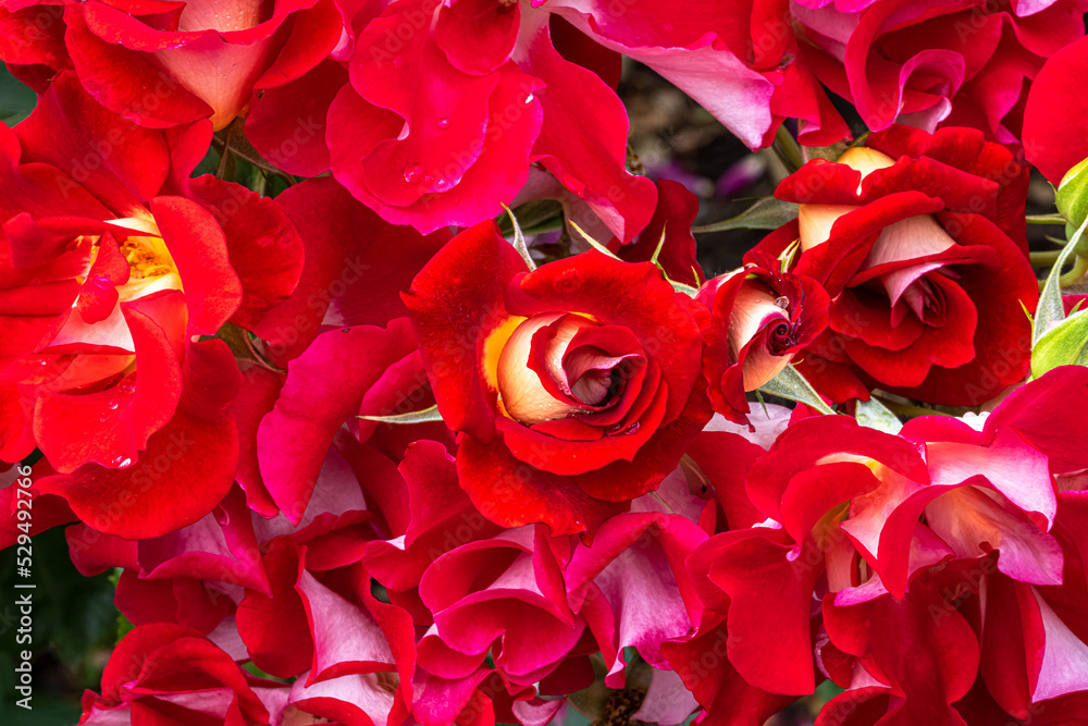 Flowers of ‘Topsy Turvy’ Floribunda Rose Flowers of ‘Topsy Turvy’ Floribunda Rose