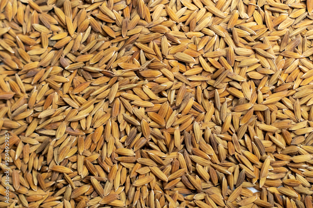 Ripe rice seed close up texture Background Ripe rice seed close up texture Background