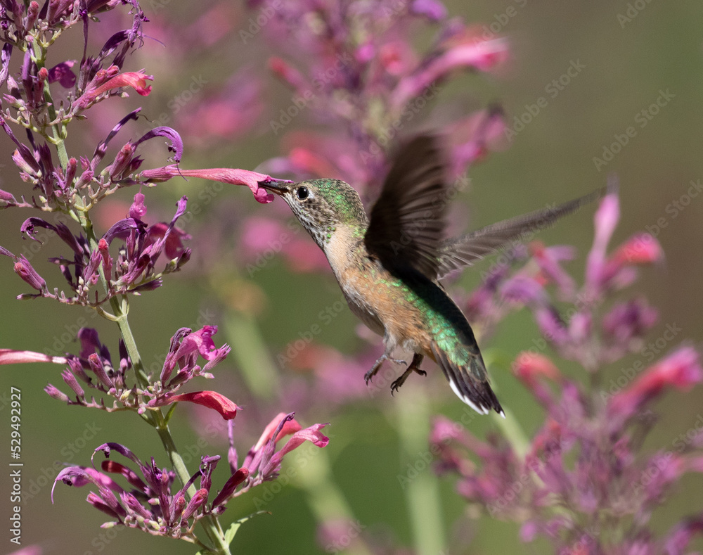 hummingbird and flower