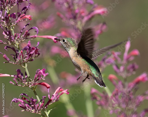 Obraz na płótnie hummingbird and flower w salonie