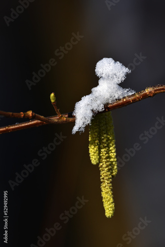 Gemeine Hasel im Winter photo