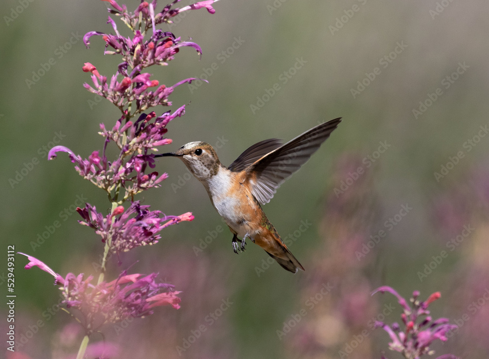 hummingbird on flower