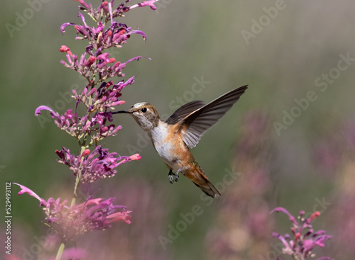 Obraz na płótnie hummingbird on flower w salonie