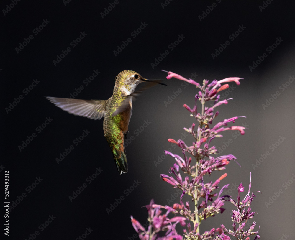hummingbird in flight