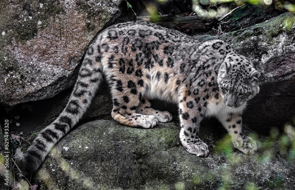 Snow leopard on the stone. Latin name - Uncia uncia Snow leopard on the stone. Latin name - Uncia uncia