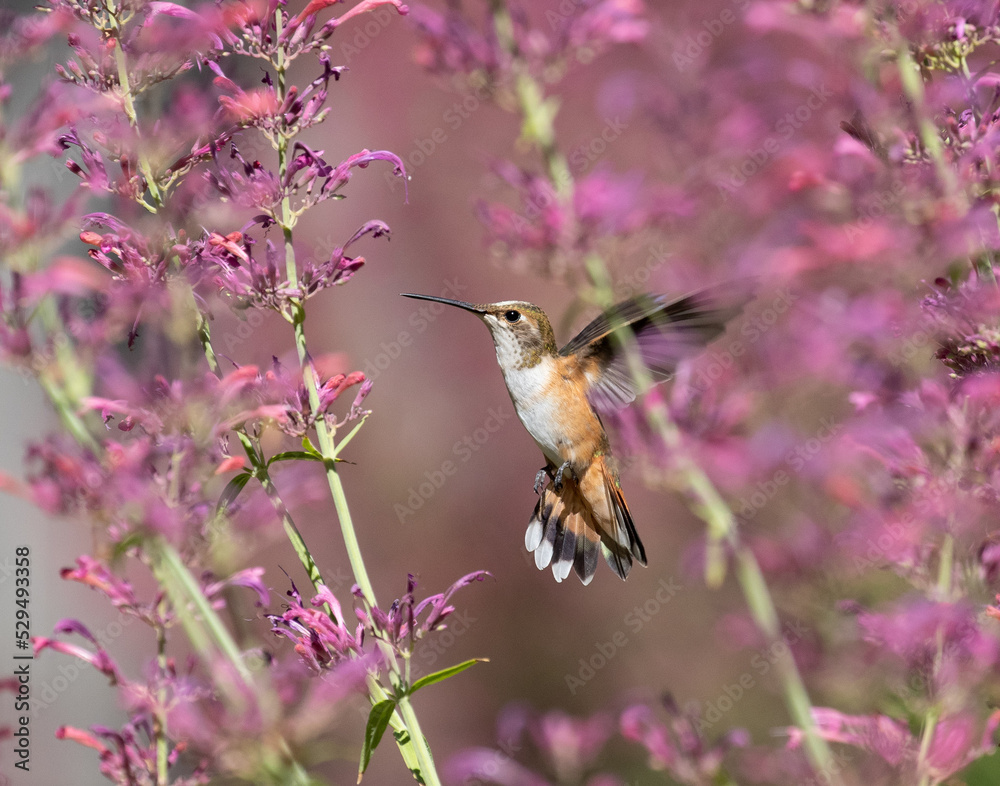 hummingbird in flight