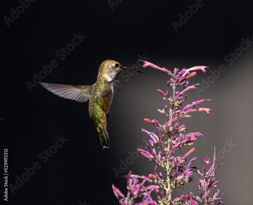 Obraz na płótnie hummingbird in flight w salonie