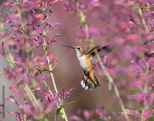 Obraz na płótnie hummingbird in flight w salonie
