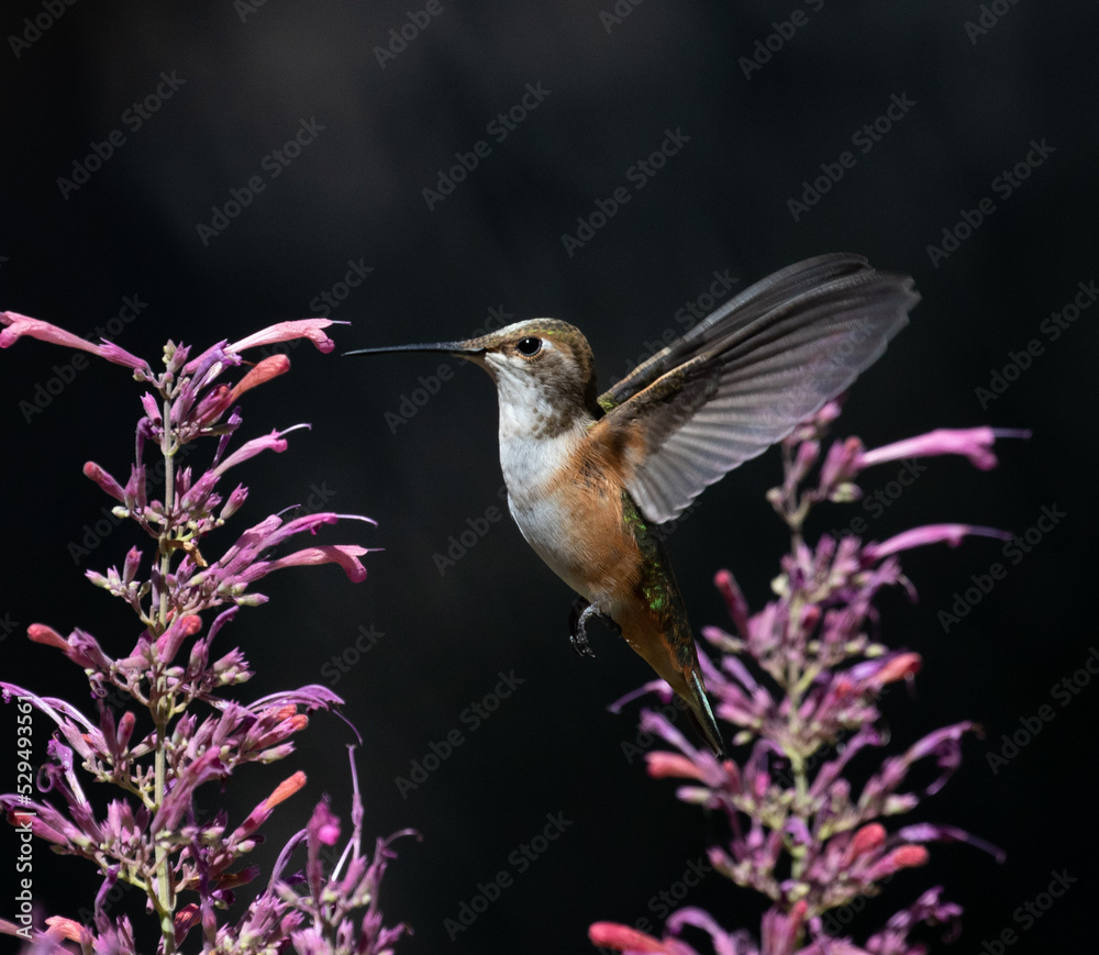 hummingbird in flight