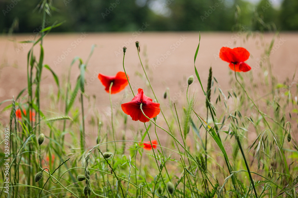 Naklejka premium Red poppy flowers in a field. Natural botanical floral background
