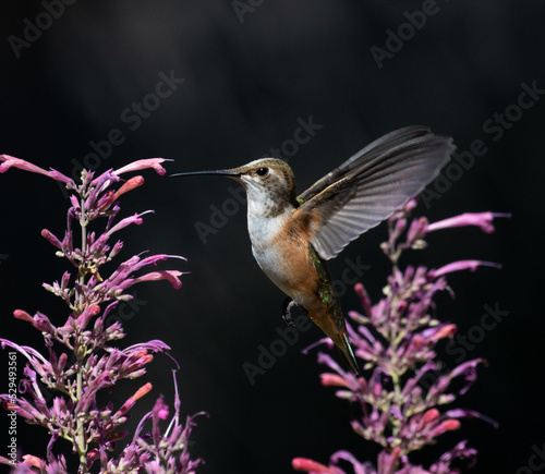 Obraz na płótnie hummingbird in flight w salonie