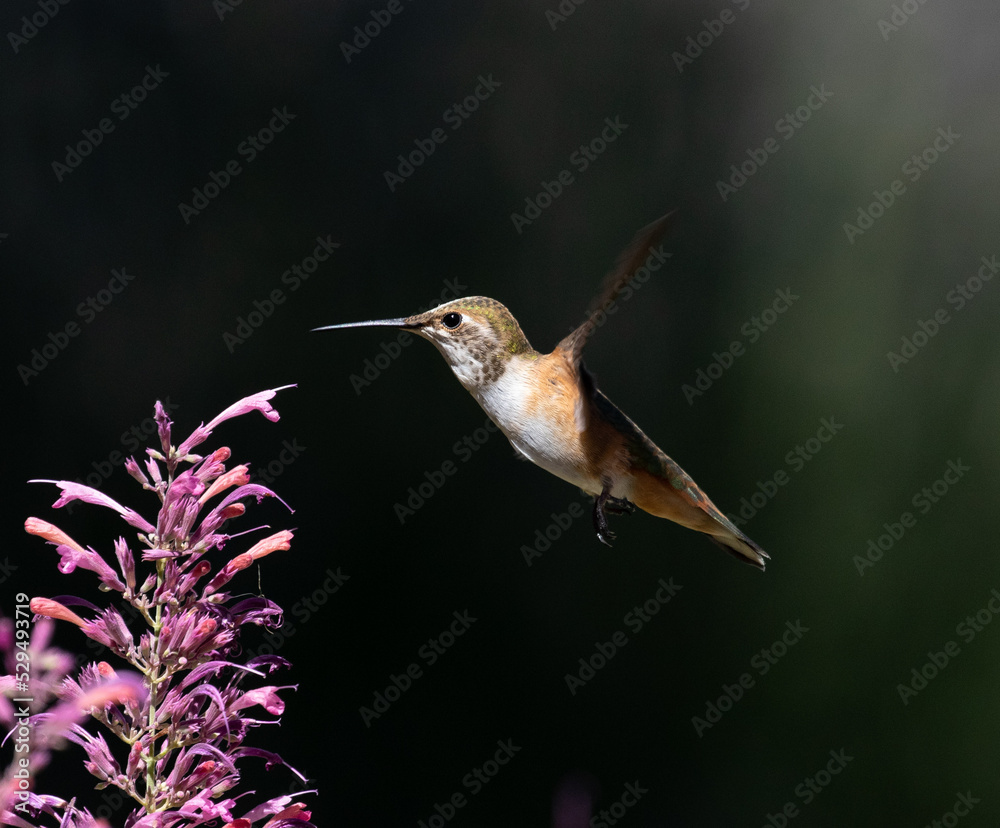 hummingbird in flight