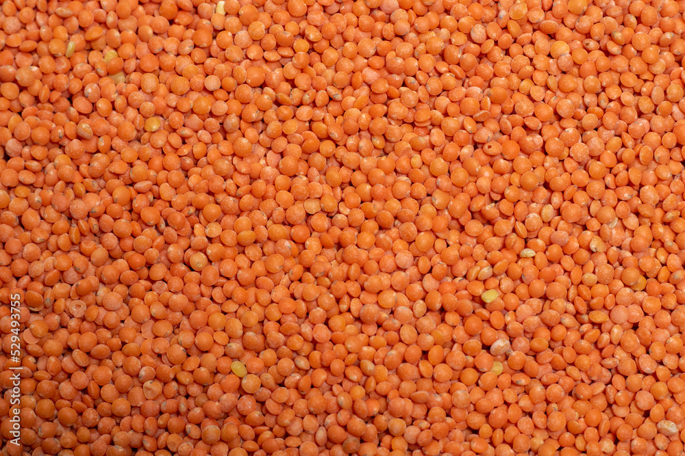 Organic masoor dal Close up (Lens culinaris) or whole pink dal Organic masoor dal Close up (Lens culinaris) or whole pink dal